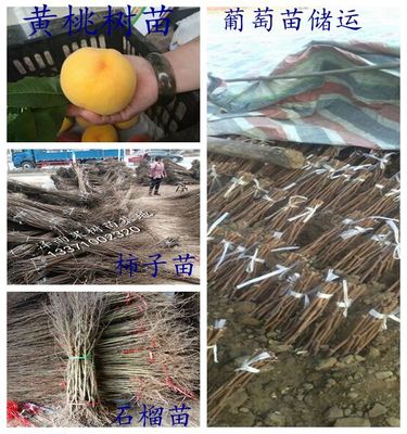 黑皇后油桃树苗周口嫁接好的